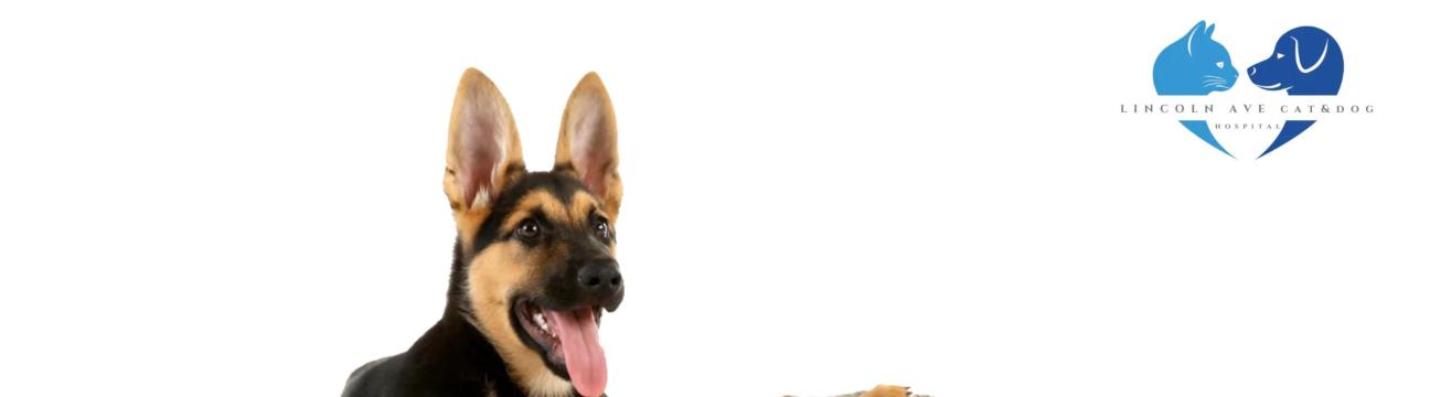 LincolnAveCatDog Hospital